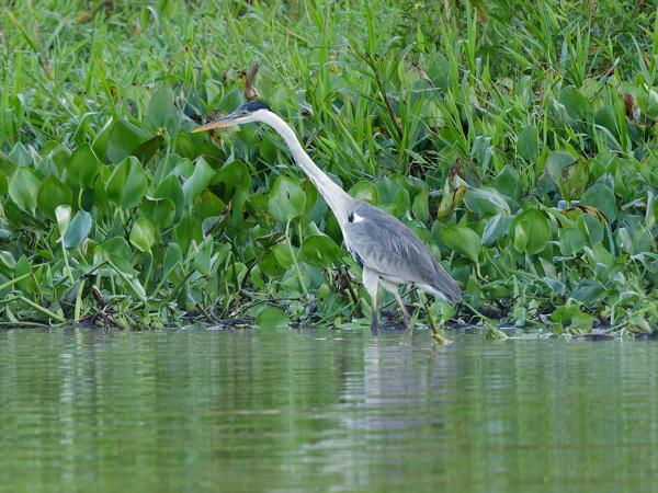 Sokoireiger (Ardea cocoi)